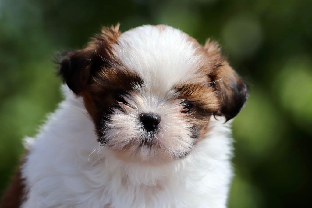 De La Baronnerie Des Cuillerdier - Chiots disponibles - Shih Tzu