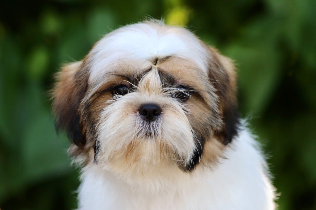 De La Baronnerie Des Cuillerdier - Chiots disponibles - Shih Tzu