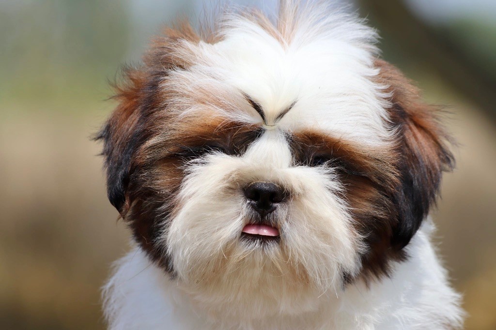 De La Baronnerie Des Cuillerdier - Chiots disponibles - Shih Tzu