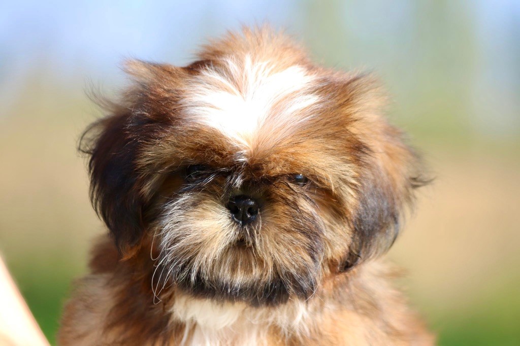 De La Baronnerie Des Cuillerdier - Chiots disponibles - Shih Tzu