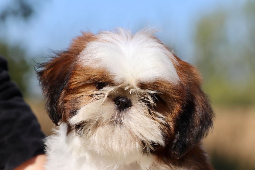De La Baronnerie Des Cuillerdier - Chiots disponibles - Shih Tzu