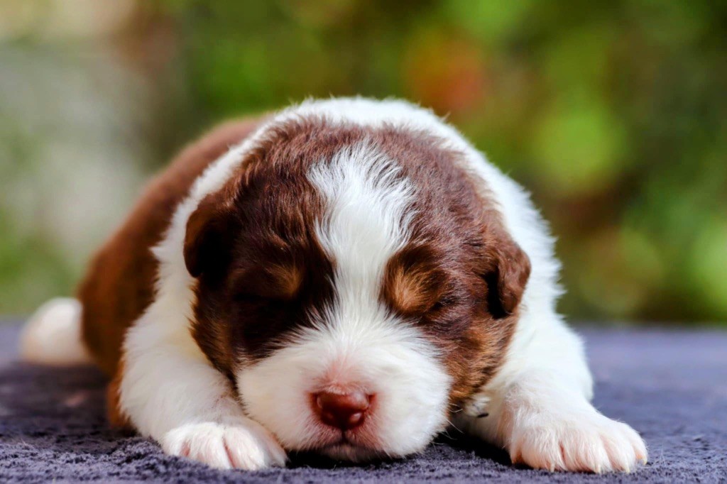 De La Baronnerie Des Cuillerdier - Chiots disponibles - Berger Australien