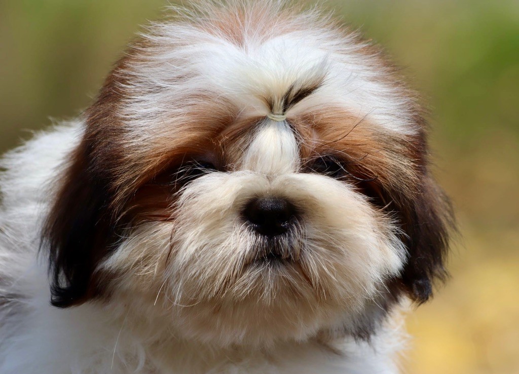 De La Baronnerie Des Cuillerdier - Chiots disponibles - Shih Tzu