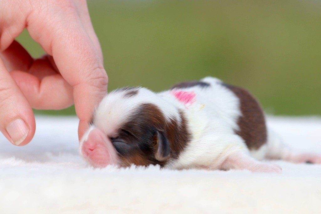 De La Baronnerie Des Cuillerdier - Chiots disponibles - Shih Tzu