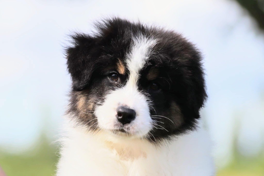 De La Baronnerie Des Cuillerdier - Chiots disponibles - Berger Australien