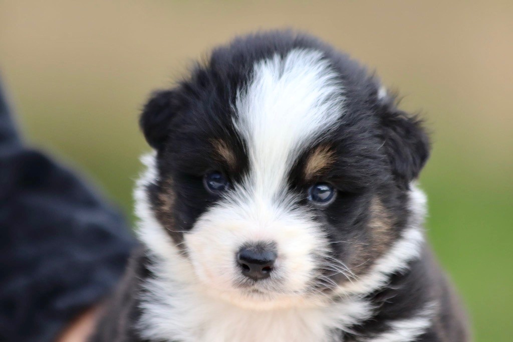 De La Baronnerie Des Cuillerdier - Chiots disponibles - Berger Australien