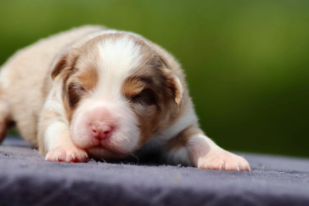 De La Baronnerie Des Cuillerdier - Chiots disponibles - Berger Australien