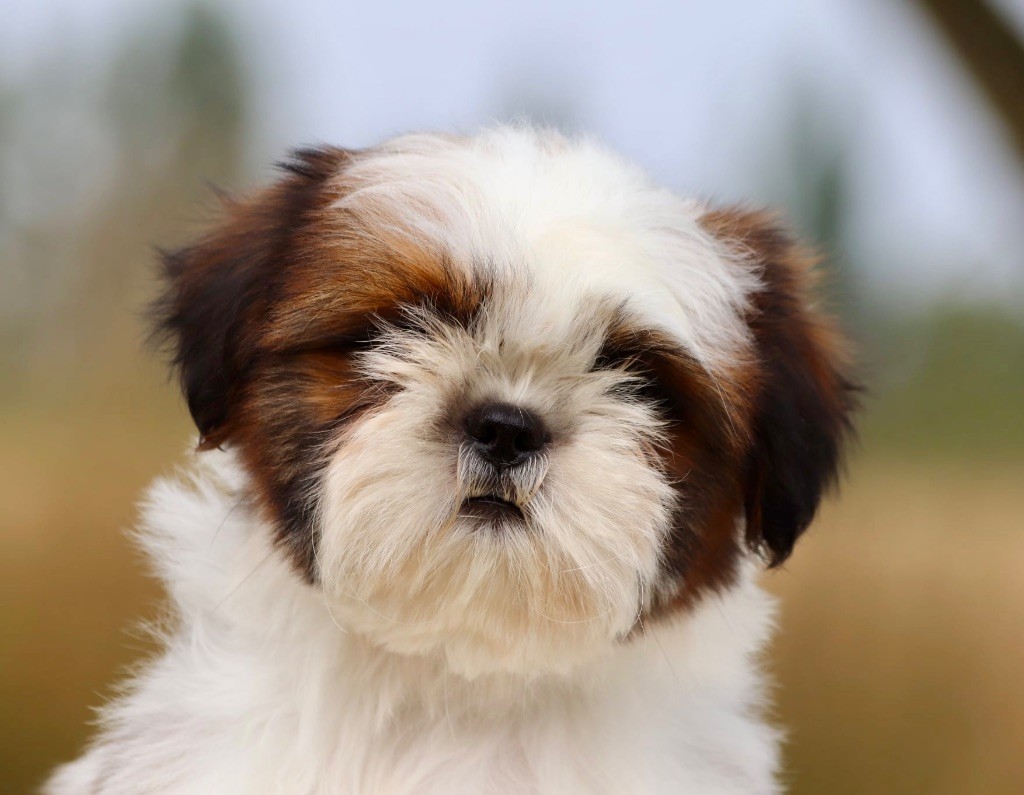 De La Baronnerie Des Cuillerdier - Chiots disponibles - Shih Tzu