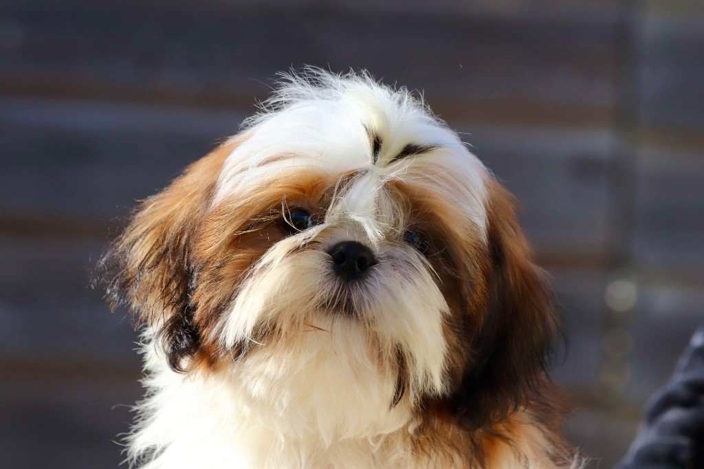 De La Baronnerie Des Cuillerdier - Chiots disponibles - Shih Tzu