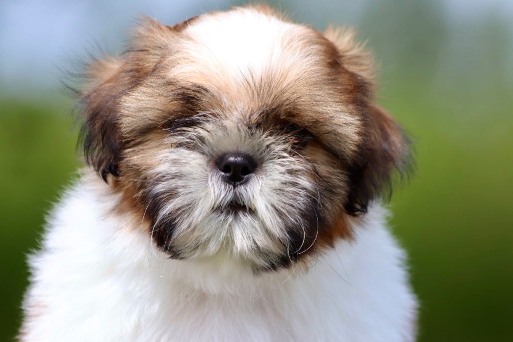 De La Baronnerie Des Cuillerdier - Chiots disponibles - Shih Tzu