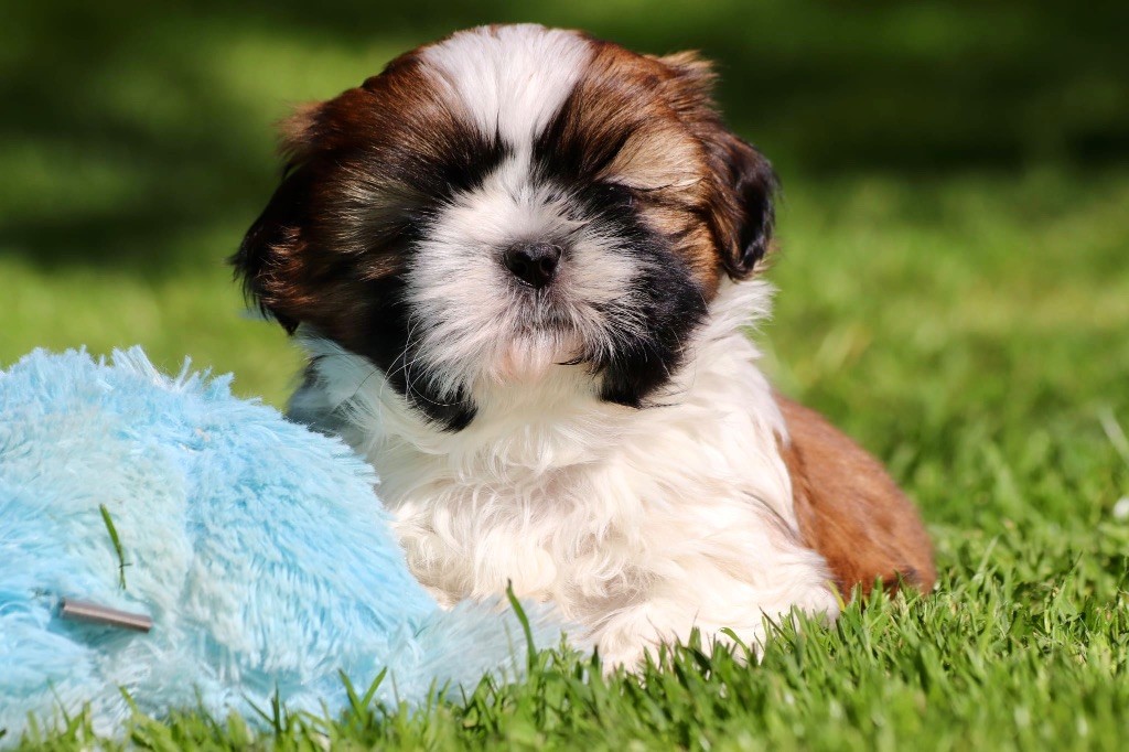 De La Baronnerie Des Cuillerdier - Chiots disponibles - Shih Tzu