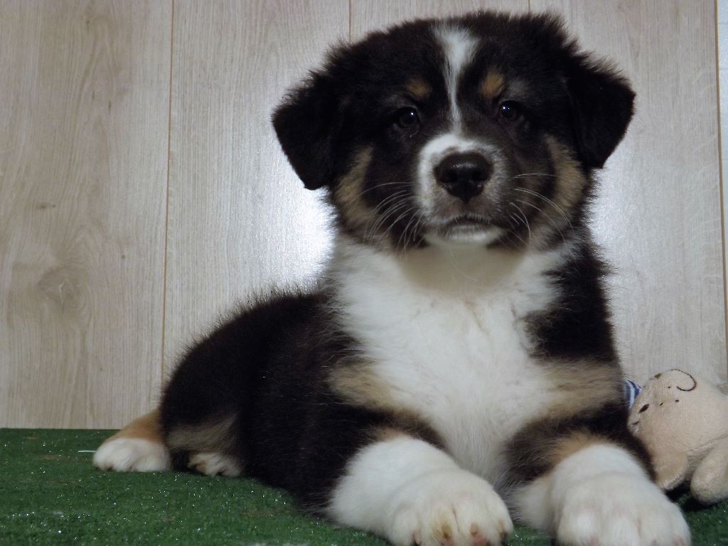 De La Baronnerie Des Cuillerdier - Berger Australien - Portée née le 18/01/2017