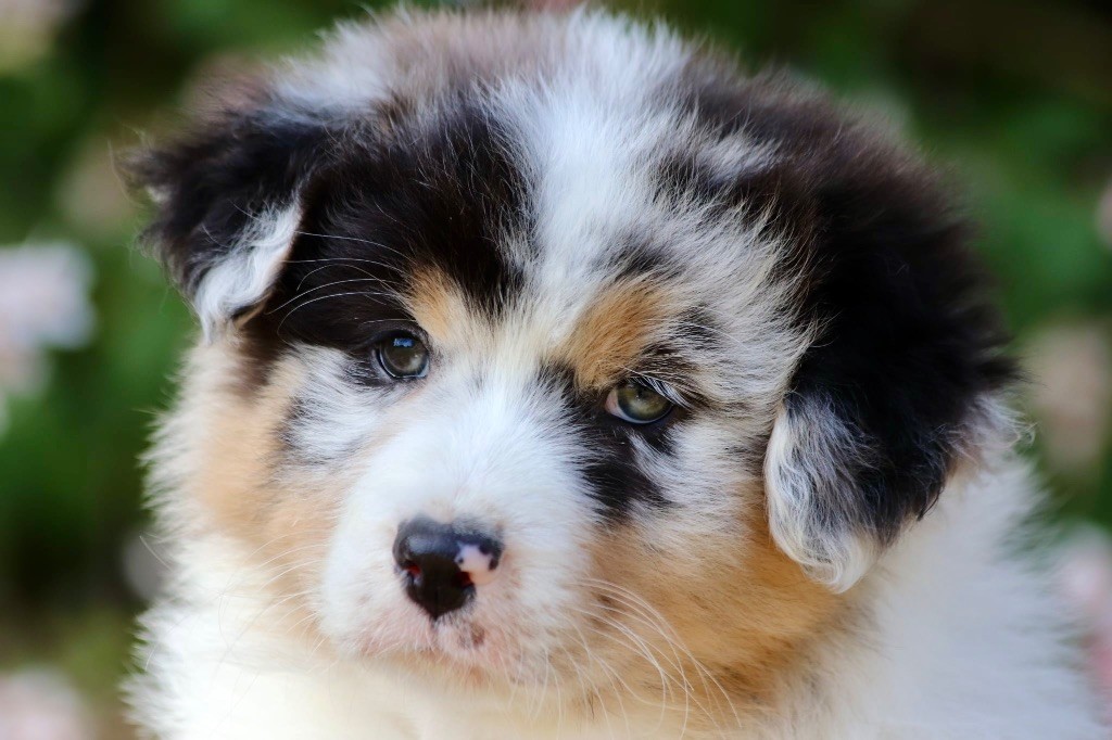 De La Baronnerie Des Cuillerdier - Chiots disponibles - Berger Australien