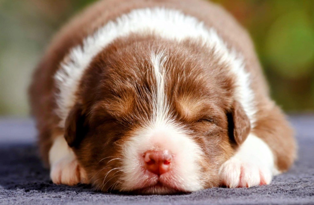 De La Baronnerie Des Cuillerdier - Chiots disponibles - Berger Australien
