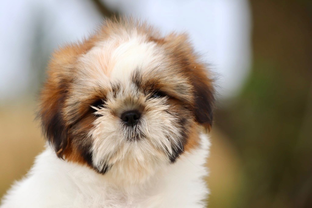 De La Baronnerie Des Cuillerdier - Chiots disponibles - Shih Tzu
