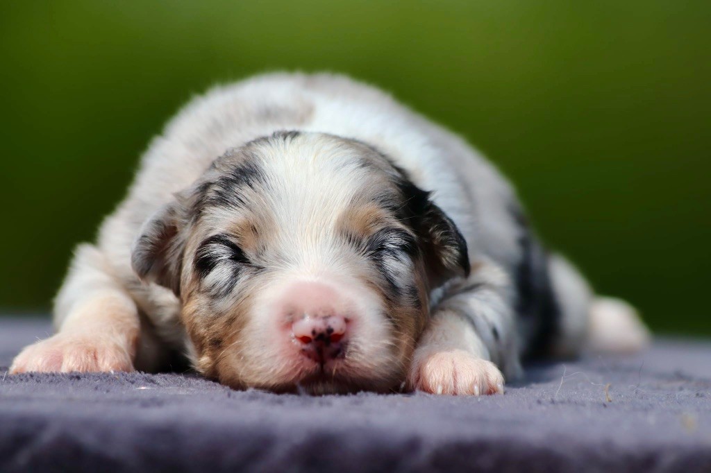 De La Baronnerie Des Cuillerdier - Chiots disponibles - Berger Australien