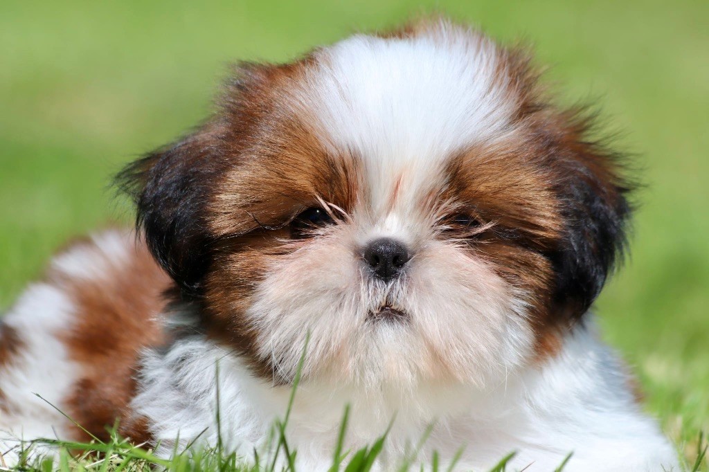 De La Baronnerie Des Cuillerdier - Chiots disponibles - Shih Tzu