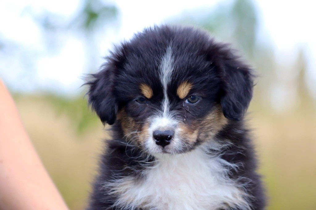 De La Baronnerie Des Cuillerdier - Chiots disponibles - Berger Australien