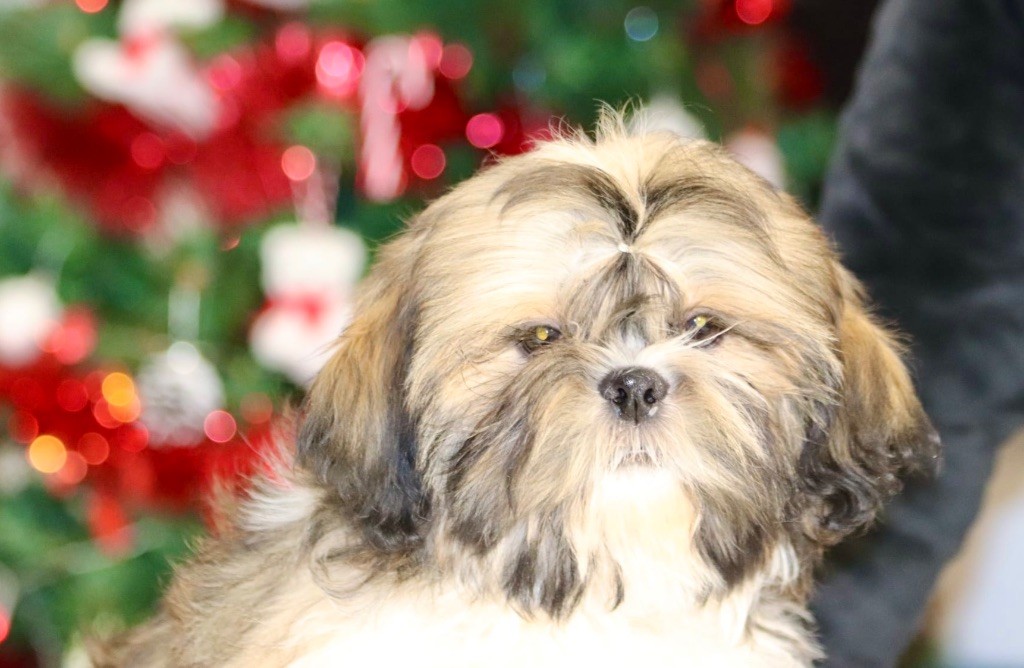 De La Baronnerie Des Cuillerdier - Chiots disponibles - Shih Tzu