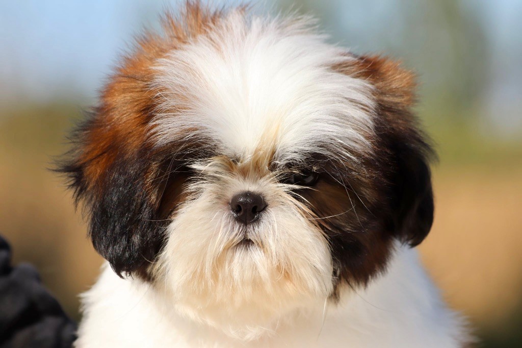 De La Baronnerie Des Cuillerdier - Chiots disponibles - Shih Tzu