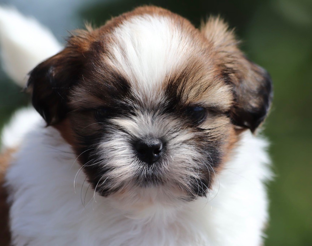 De La Baronnerie Des Cuillerdier - Chiots disponibles - Shih Tzu
