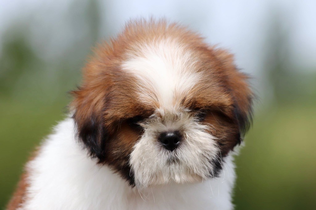 De La Baronnerie Des Cuillerdier - Chiots disponibles - Shih Tzu