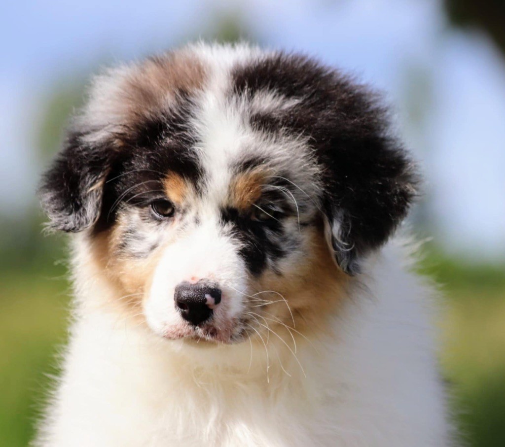 De La Baronnerie Des Cuillerdier - Chiots disponibles - Berger Australien