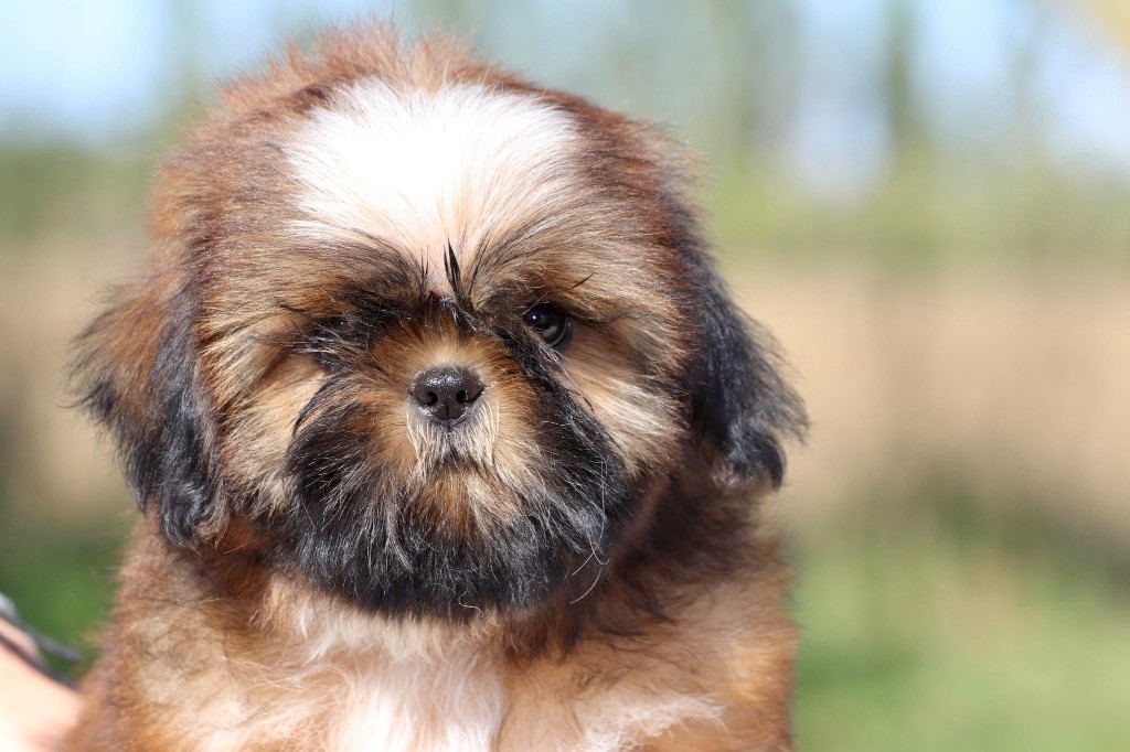 De La Baronnerie Des Cuillerdier - Chiots disponibles - Shih Tzu