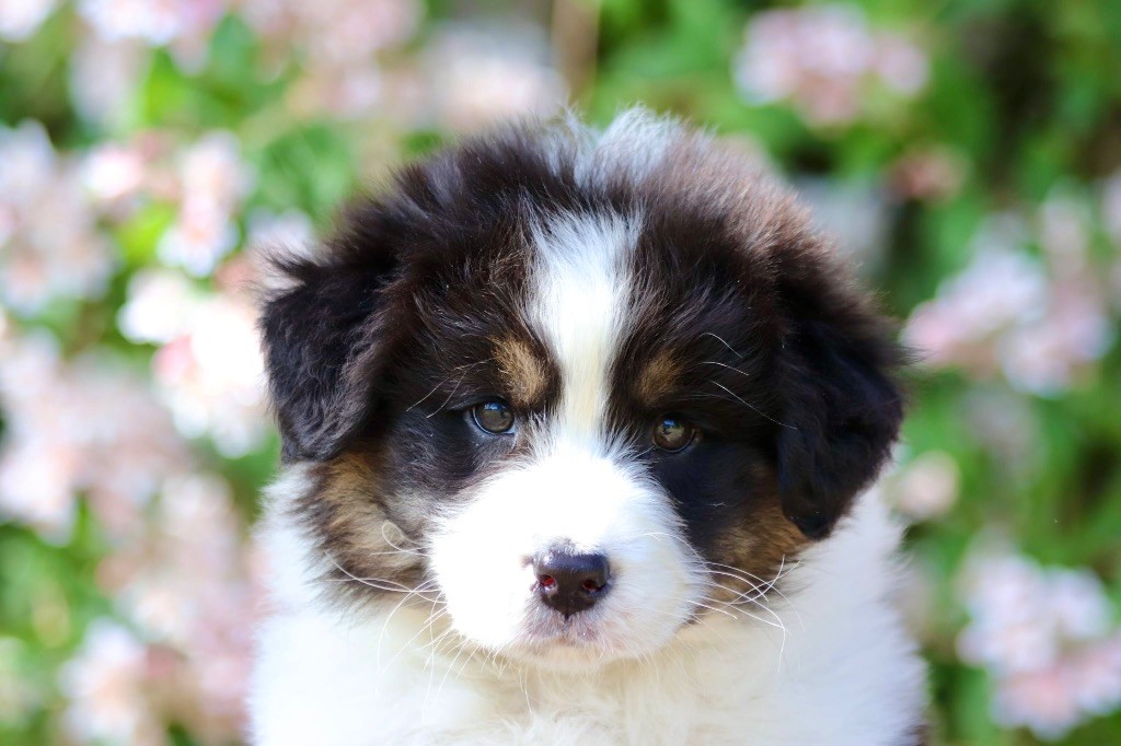 De La Baronnerie Des Cuillerdier - Chiots disponibles - Berger Australien