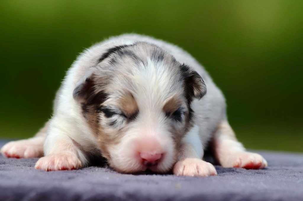 De La Baronnerie Des Cuillerdier - Chiots disponibles - Berger Australien