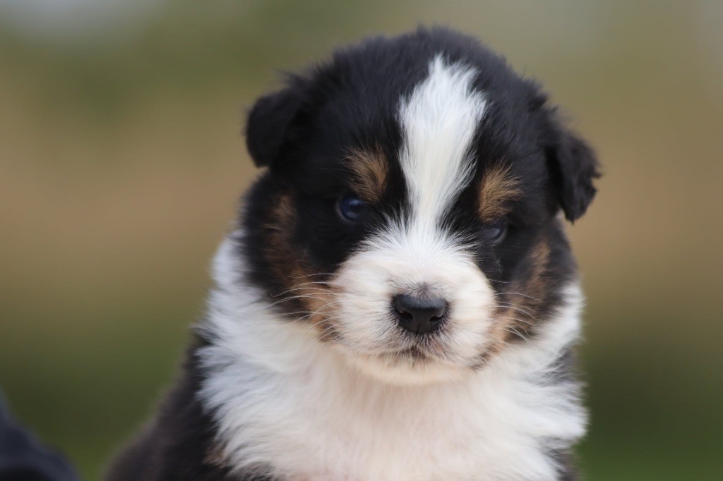 De La Baronnerie Des Cuillerdier - Chiots disponibles - Berger Australien