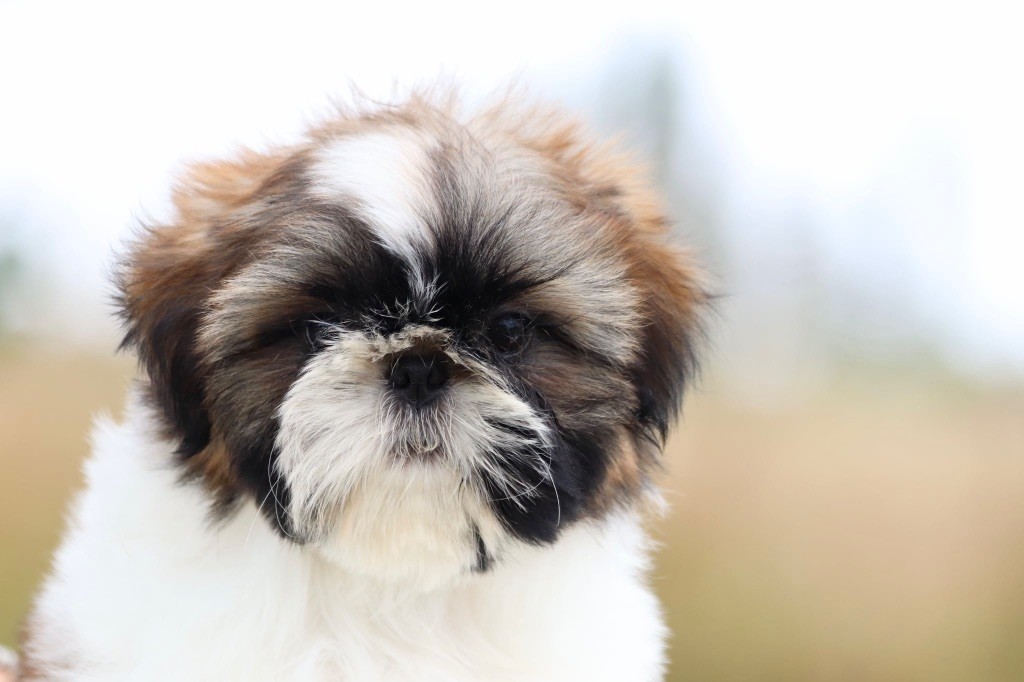De La Baronnerie Des Cuillerdier - Chiots disponibles - Shih Tzu