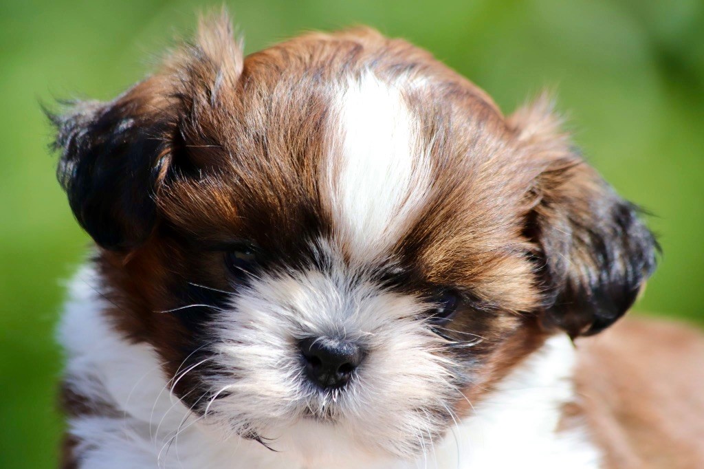 De La Baronnerie Des Cuillerdier - Chiots disponibles - Shih Tzu