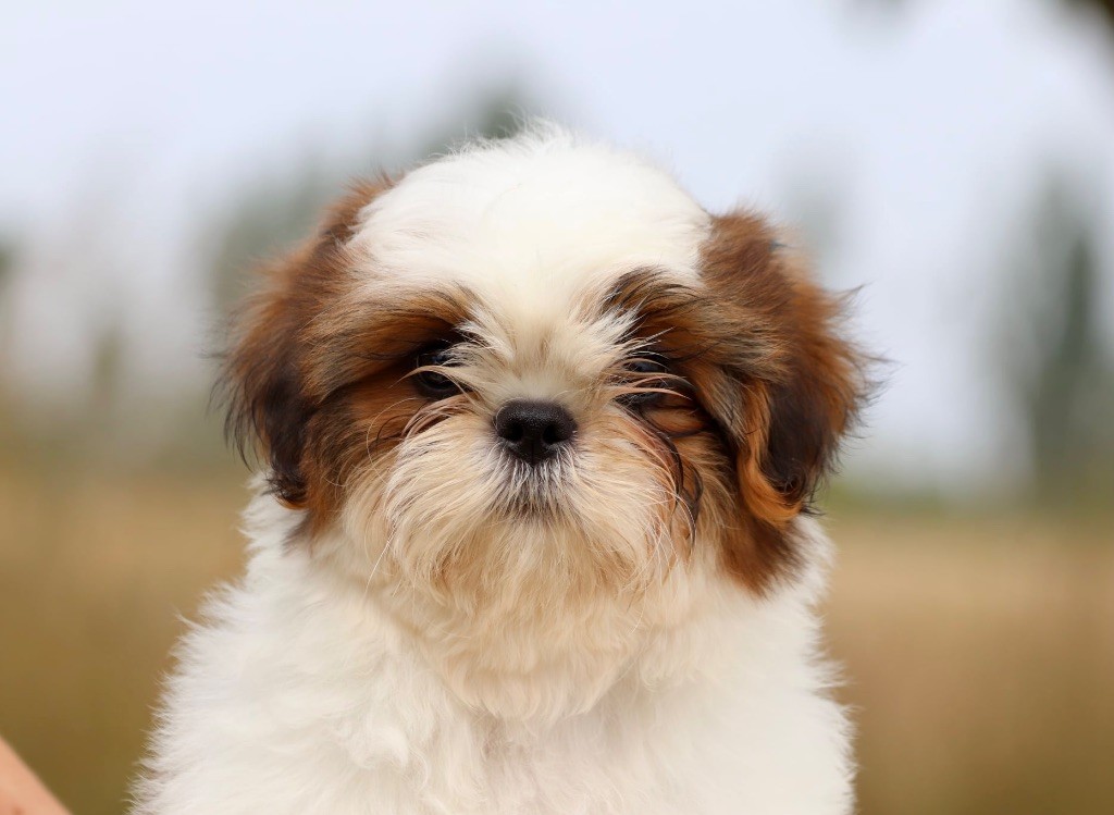 De La Baronnerie Des Cuillerdier - Chiots disponibles - Shih Tzu