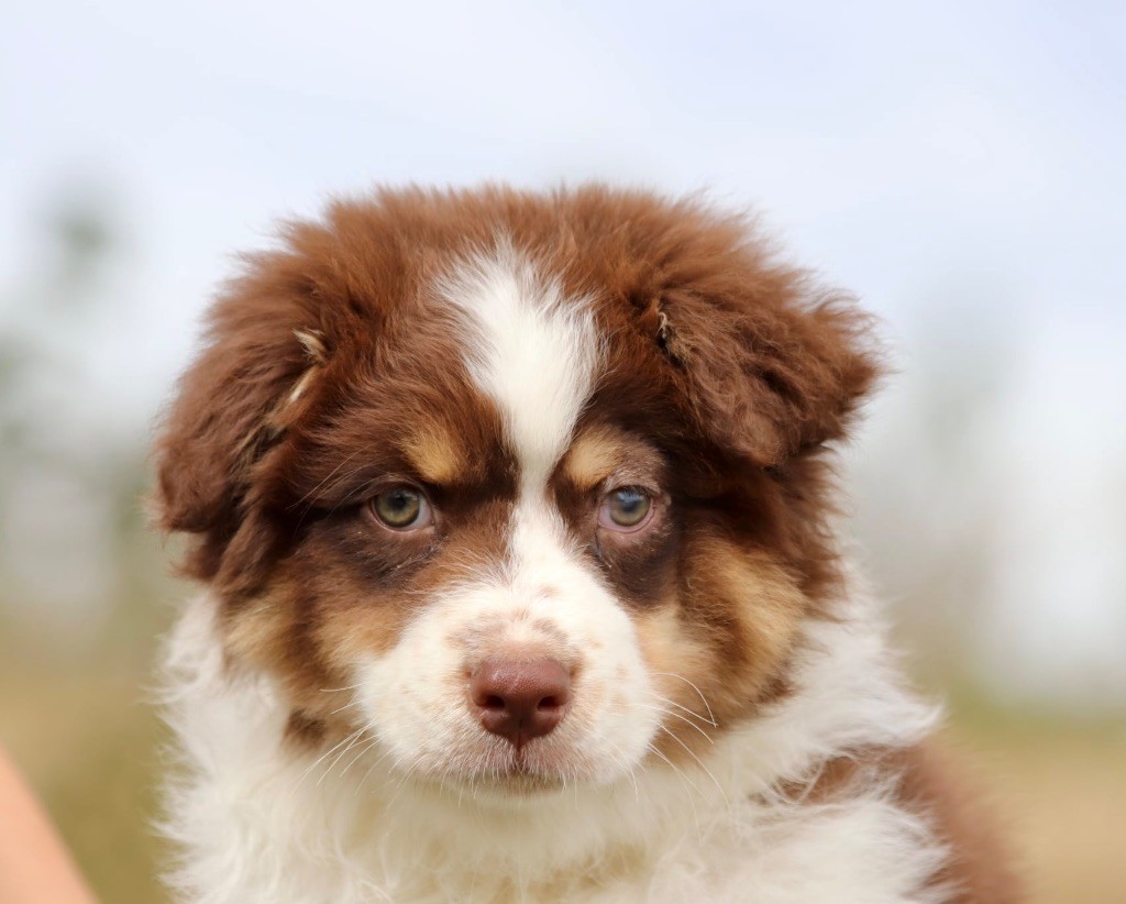 De La Baronnerie Des Cuillerdier - Chiots disponibles - Berger Australien