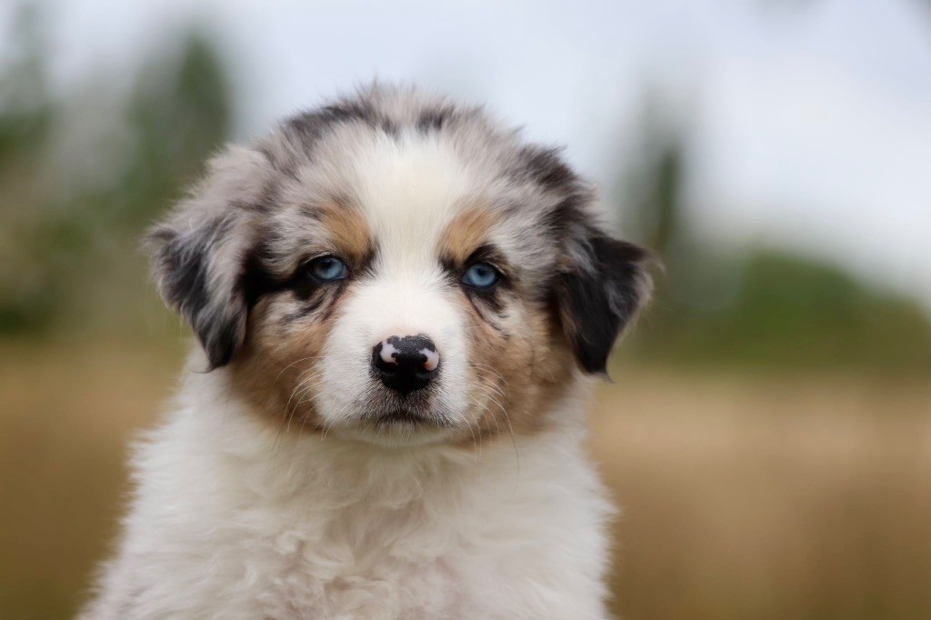 De La Baronnerie Des Cuillerdier - Chiots disponibles - Berger Australien